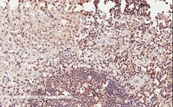 ICOS Antibody, Novus Biologicals 0.1mg; Unlabeled:Antibodies, Polyclonal